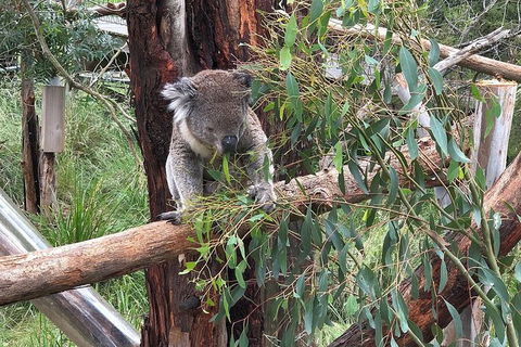 Phillip Island Tour Including Phillip Island Penguin Parade - Tourism Canberra 3