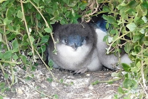Phillip Island Tour Including Phillip Island Penguin Parade - Tourism Canberra 7