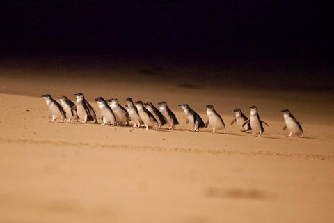 Melbourne Attractions Pass Including Melbourne Zoo, Hop-on Hop-off Bus And SEA LIFE Aquarium - Tourism Canberra 9