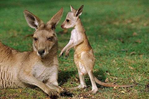 HEALESVILLE SANCTUARY ZOOBUS - MELBOURNE CITY RETURN - Tourism Canberra 0