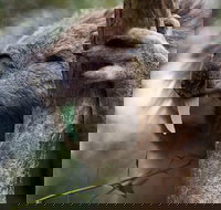 Phillip Island Koala Conservation Centre Entry ticket - Tourism Canberra