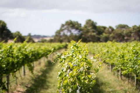 Phillip Island Wine Experience Tour - Tourism Canberra 0