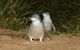 Phillip Island Penguin Highlights Day-Trip From Melbourne - thumb 0