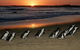 Phillip Island Penguin Highlights Day-Trip From Melbourne - thumb 1