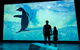 Phillip Island Penguin Highlights Day-Trip From Melbourne - thumb 9