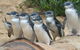 Phillip Island Penguin Highlights Day-Trip From Melbourne - thumb 10