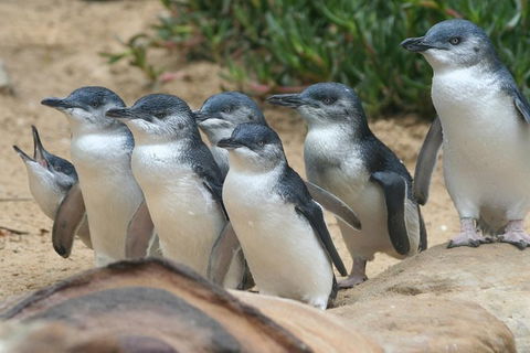 Phillip Island Penguin Highlights Day-Trip From Melbourne - Tourism Canberra 10