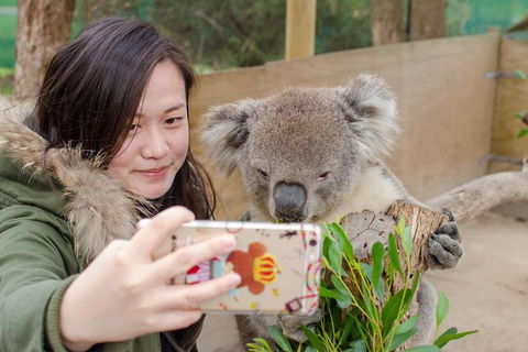 Phillip Island Penguin Highlights Day-Trip From Melbourne - Tourism Canberra 16