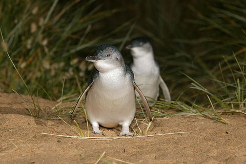 Phillip Island Penguin Highlights Day-Trip From Melbourne - Tourism Canberra 2
