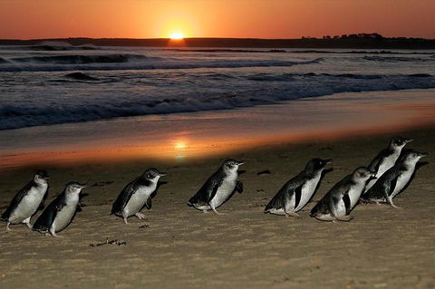 Phillip Island Penguin Highlights Day-Trip From Melbourne - Tourism Canberra 13