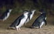 Phillip Island Private Tour - thumb 1