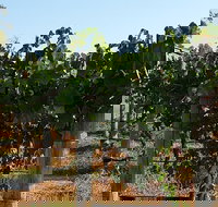 Wine Tasting Tour in The Yarra Valley - Tourism Canberra