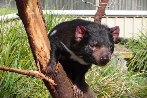 Tasmania 6 Day \'Tour In Circle\' - Tourism Canberra 1