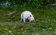 Bruny Island All Inclusive Gourmet Day Trip From Hobart - thumb 26