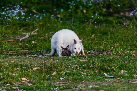 Bruny Island All Inclusive Gourmet Day Trip From Hobart - Tourism Canberra 26