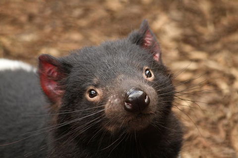 Day Tour In Mt. Field, Mt. Wellington, Bonorong Wildlife Sanctuary And Richmond - Tourism Canberra 3