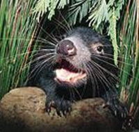 Hobart Shore Excursion Half Day Bonorong Wildlife Park with Richmond Tour - Tourism Canberra