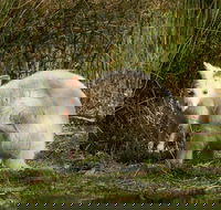 Bruny Island premium private photo-oriented day tour from Hobart - Tourism Canberra