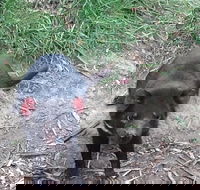Private Bonorong Wildlife Sanctuary and Richmond 5 Hour Trip from Hobart - Tourism Canberra