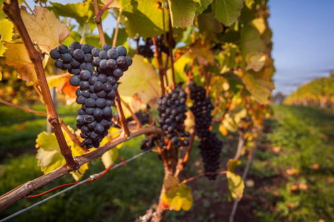 Half Day Tamar Valley Wine Tour - Tourism Canberra 0