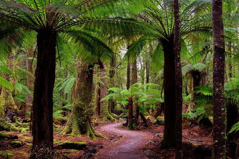 4-Day Tarkine Wilderness Photography Workshop - Tourism Canberra 1