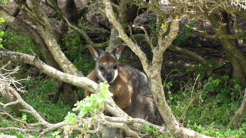 Kangaroo Island In A Day Tour From Adelaide - Tourism Canberra 23
