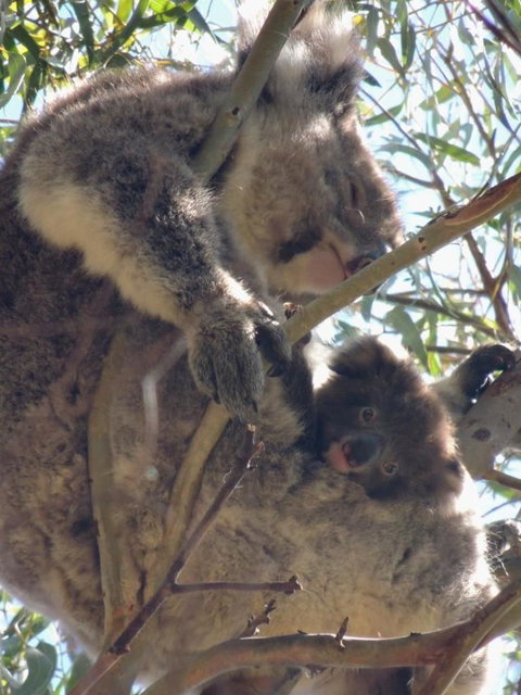 Kangaroo Island In A Day Tour From Adelaide - Tourism Canberra 16