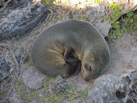 Kangaroo Island In A Day Tour From Adelaide - Tourism Canberra 12