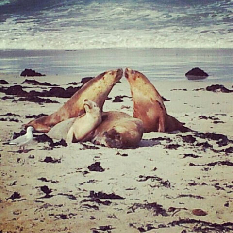 Kangaroo Island In A Day Tour From Adelaide - Tourism Canberra 24