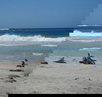 Kangaroo Island in a Day Tour from Adelaide - Tourism Canberra