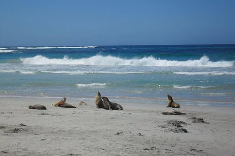 Kangaroo Island In A Day Tour From Adelaide - Tourism Canberra 0