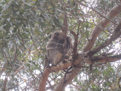 Kangaroo Island In A Day Tour From Adelaide - Tourism Canberra 22
