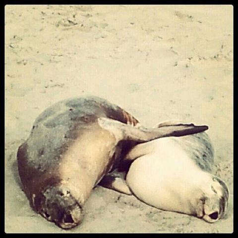 Kangaroo Island In A Day Tour From Adelaide - Tourism Canberra 25