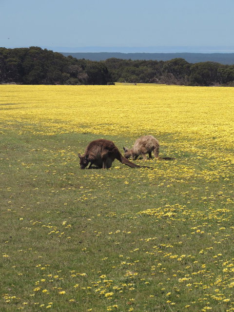 Kangaroo Island In A Day Tour From Adelaide - Tourism Canberra 14