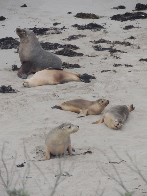 Kangaroo Island In A Day Tour From Adelaide - Tourism Canberra 15