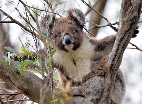Kangaroo Island In A Day Tour From Adelaide - Tourism Canberra 27