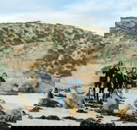 Small-Group Kangaroo Island 4WD Tour from Adelaide - Tourism Canberra