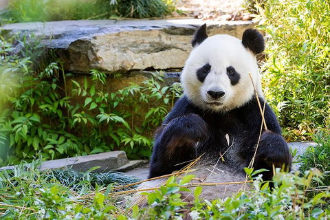 Adelaide Zoo Behind The Scenes Experience: Exclusive Giant Panda Experience - Tourism Canberra 1