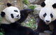 Adelaide Zoo Behind The Scenes Experience: Exclusive Giant Panda Experience - thumb 0