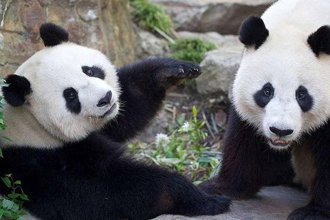Adelaide Zoo Behind The Scenes Experience: Exclusive Giant Panda Experience - Tourism Canberra 0