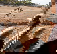 Monarto Safari Park General Admission Ticket - Tourism Canberra