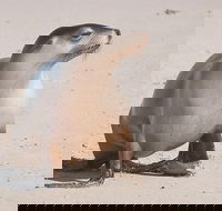 2-Day Kangaroo Island 4WD Small-Group Tour from Adelaide - Tourism Canberra