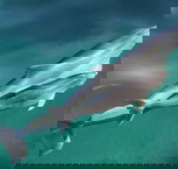 Dolphin Cruise from Adelaide with Optional Dolphin Swim - Tourism Canberra