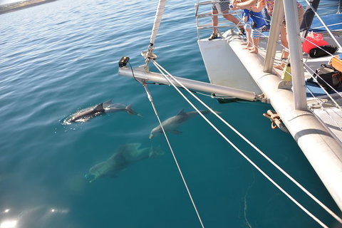Dolphin Cruise From Adelaide With Optional Dolphin Swim - Tourism Canberra 6