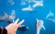 Dolphin Cruise From Adelaide With Optional Dolphin Swim - thumb 4