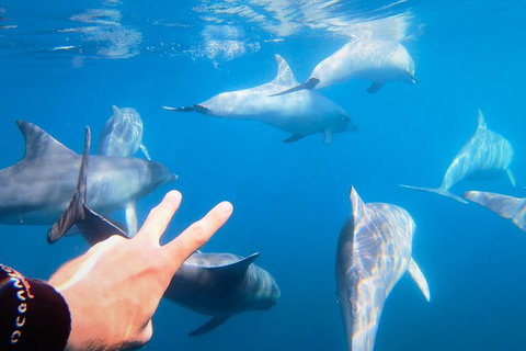 Dolphin Cruise From Adelaide With Optional Dolphin Swim - Tourism Canberra 4