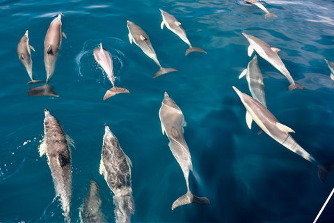 Dolphin Cruise From Adelaide With Optional Dolphin Swim - Tourism Canberra 5