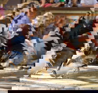 Adelaide Zoo Behind the Scenes Experience Penguins in Person - Tourism Canberra