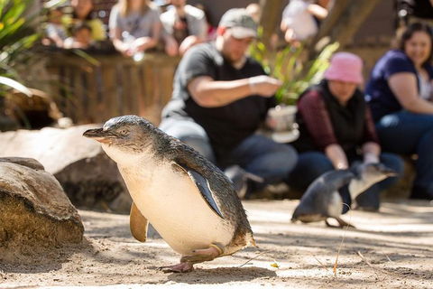 Adelaide Zoo Behind The Scenes Experience: Penguins In Person - Tourism Canberra 1