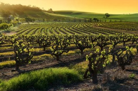 Adelaide Super Saver: Adelaide City Sightseeing Tour Plus Barossa Valley And Hahndorf Tour - Tourism Canberra 1